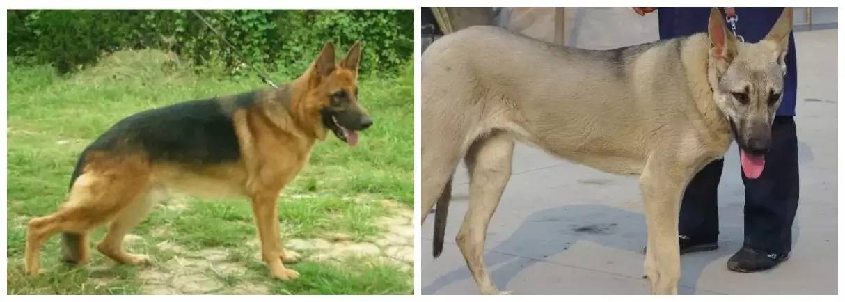 姿势|海关首次境外选犬,为何挑的是它?