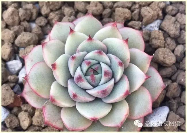 才离家半个月，回来后看到家里的多肉一阵狂喜~