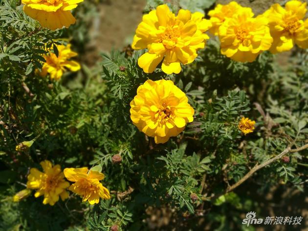 荣耀畅玩6x参数配置详情,荣耀畅享6x参数配置