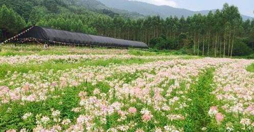 头条|再有人说广西没有秋天，就把这条微信甩给TA看！