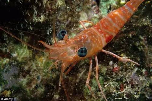 苹果手机会导致癌症吗,iphone可以诊断故障吗