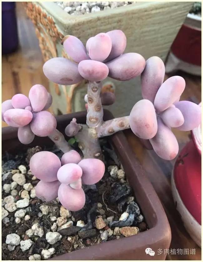 才离家半个月，回来后看到家里的多肉一阵狂喜~