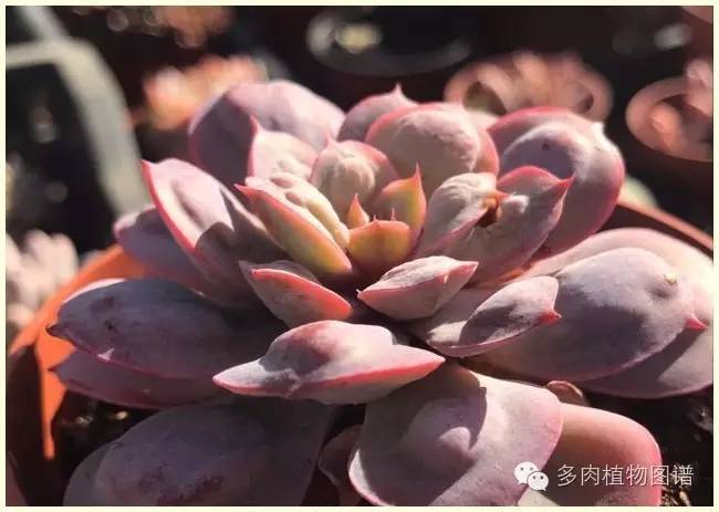 才离家半个月，回来后看到家里的多肉一阵狂喜~