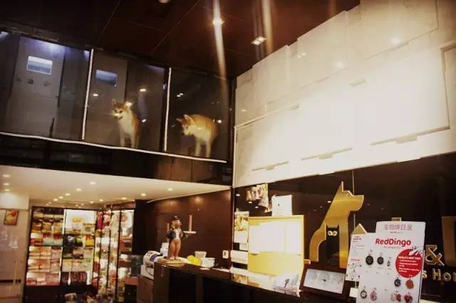 喂！住一晚160块，看次病成千上万！武汉这些狗活得太好了吧！