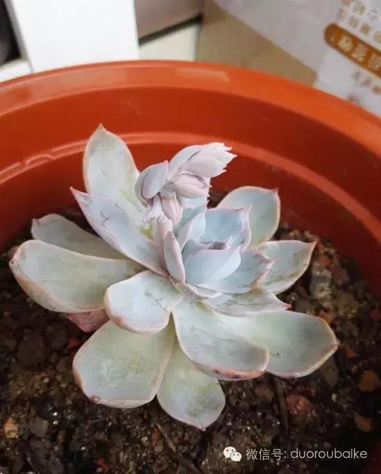 多肉在不经意间治愈你,多肉独立而坚强