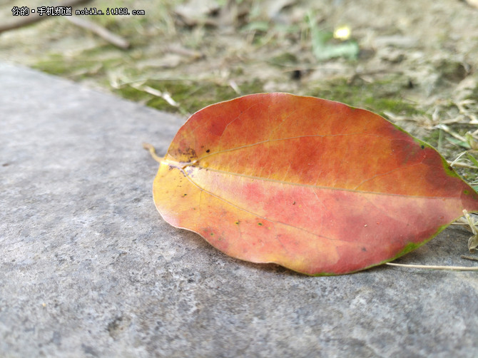 情怀落地,锤子情怀
