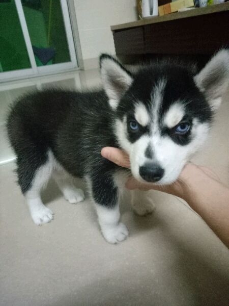 哈士奇幼犬一直呕吐是什么原因,幼犬哈士奇只吃狗粮怎么办