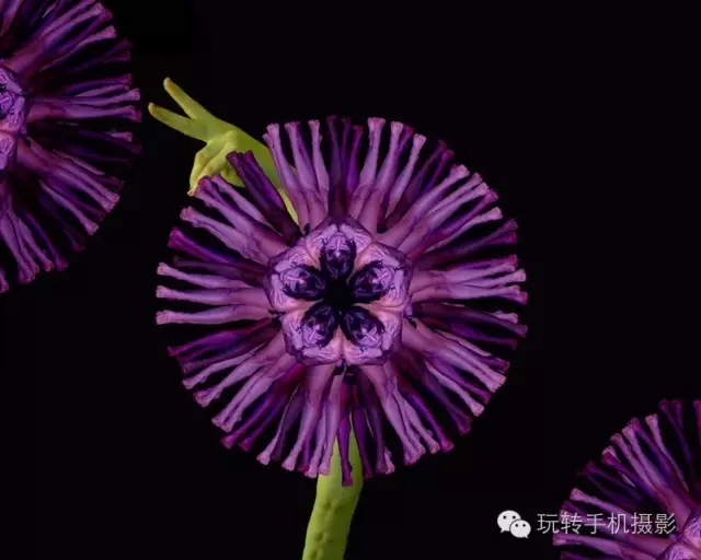 花卉我们看多了,但由上千名裸模组成的就第一次见!