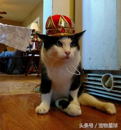 小猫后腿先天残疾拖着走,后腿残疾小猫