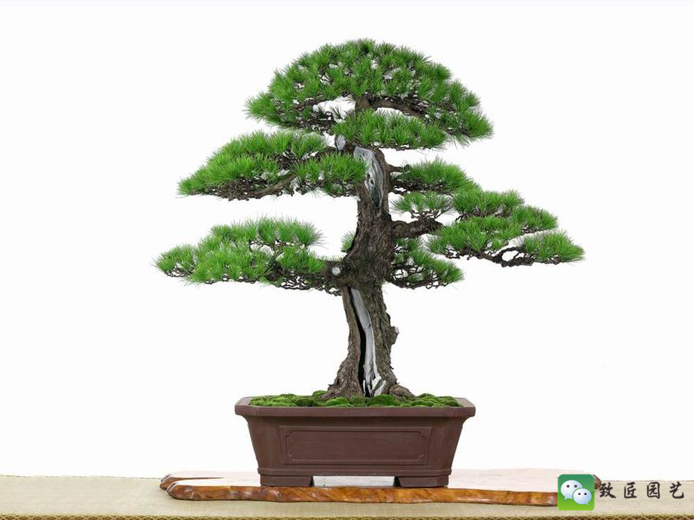 黑松盆景获奖作品 (金奖文人黑松盆景精品)