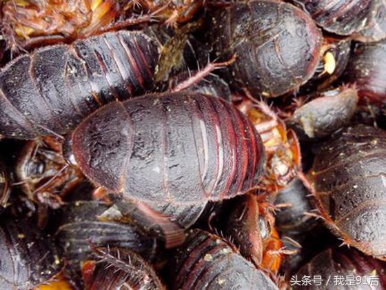 越南恶心的虫子大餐,广东人常吃的虫子