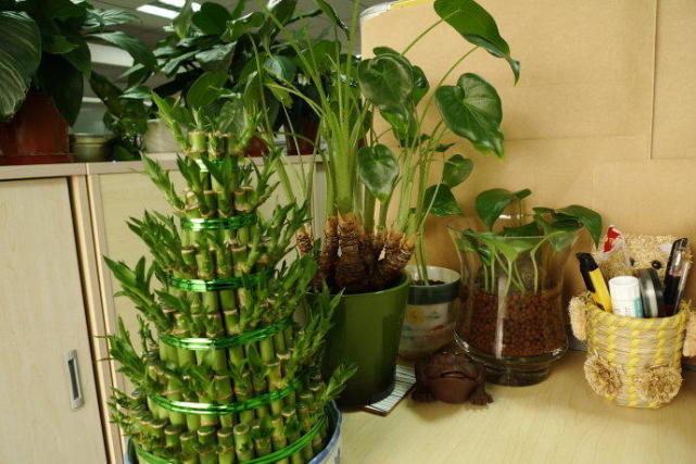 办公室绿植枯萎怎么救,办公室绿植叶子发黄什么原因