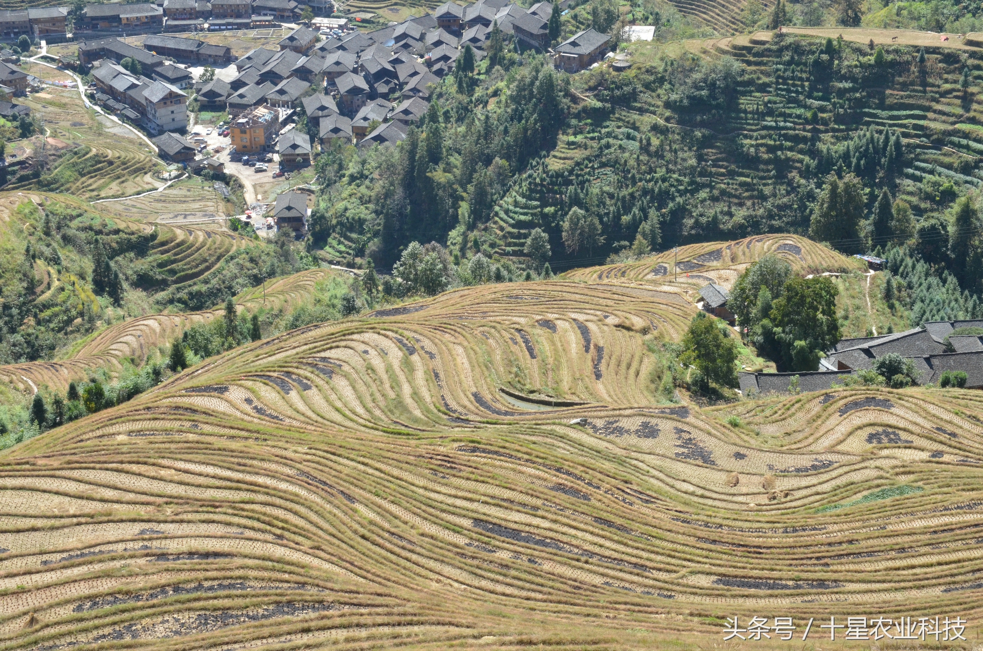 龙胜瑶族大寨龙脊梯田，原创拍摄几十图，有美女出镜哦！