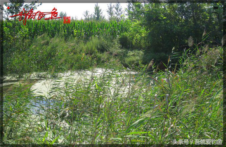 原创我爱飞鱼耍耍耍