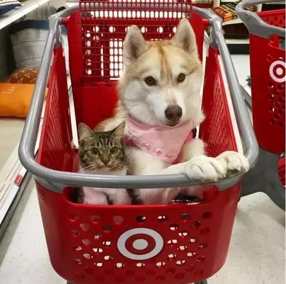 被三只狗养大的猫,被哈士奇养大的拉布拉多