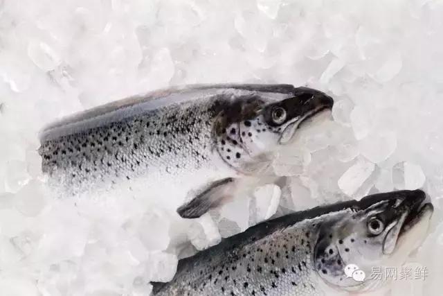 海鲜陆冻和船冻,船冻海鲜好还是鲜活海鲜好