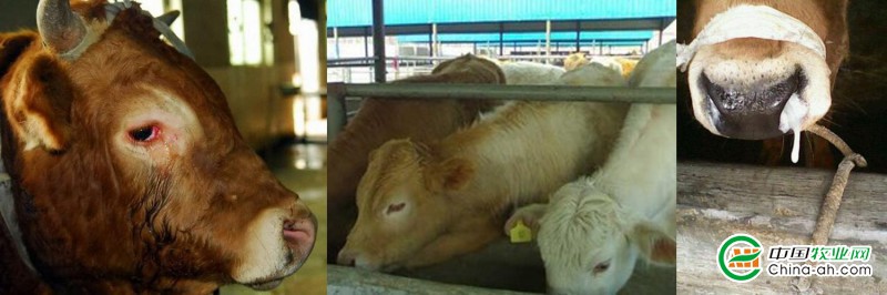 养牛人需要关注的问题牛常见病的预防和防治