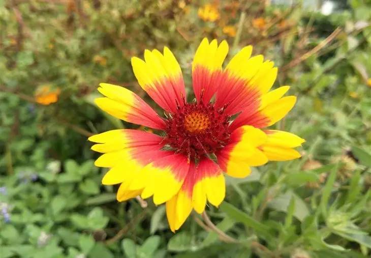 oppor9s值得买吗,oppor9s好用吗