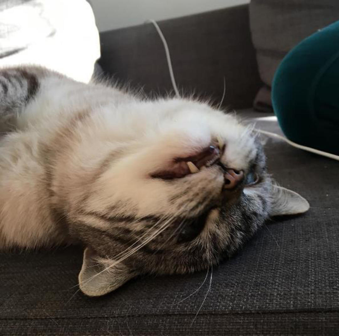 这只猫长得眉清目秀,这只猫眼神犀利无比