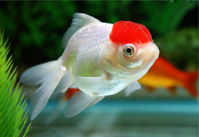 在家养金鱼怎么养才能长得好,家庭养金鱼怎么养才会长得快