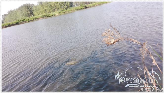 菜地钓鲫鱼绝密技巧,菜地钓白条视频大全