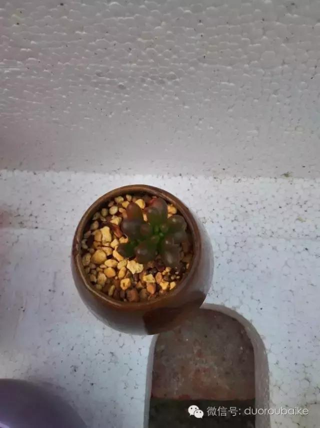 多肉在不经意间治愈你,多肉独立而坚强