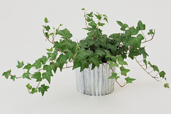 去甲醛又帮助睡眠的植物,甲醛怎么消除不伤害植物