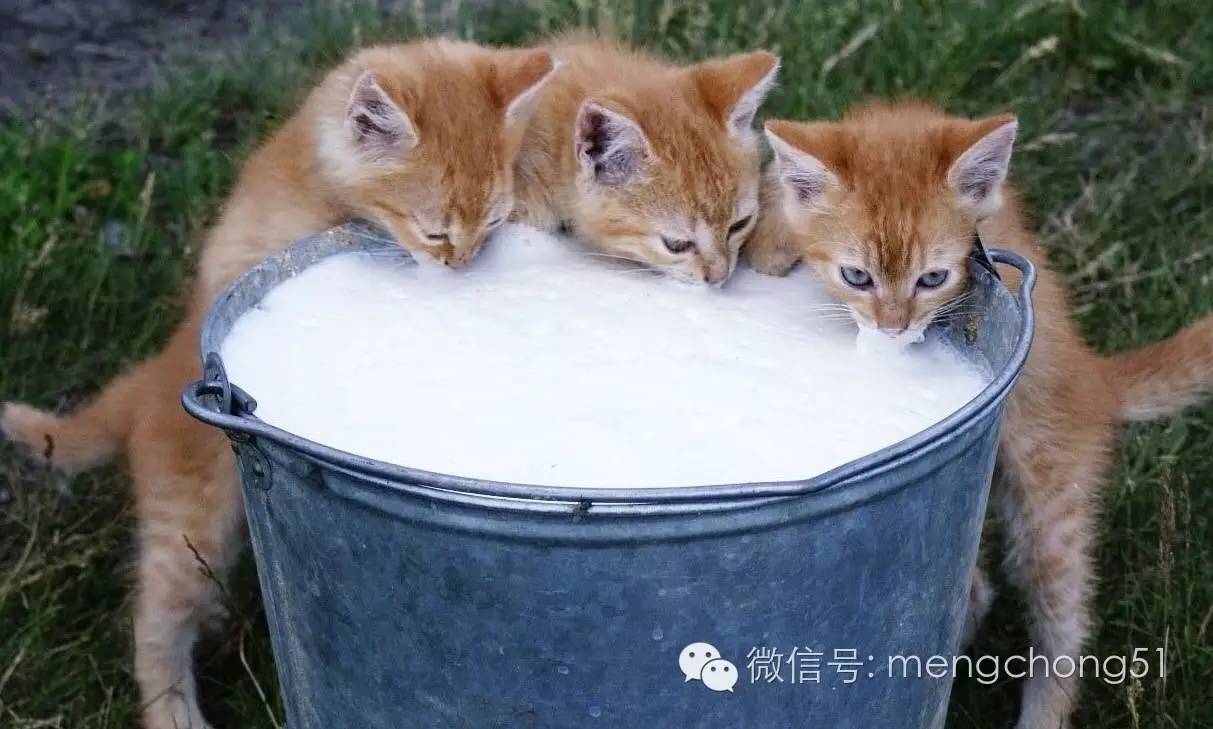 猫咪拉肚子应该怎么办,猫咪拉肚子怎么治疗