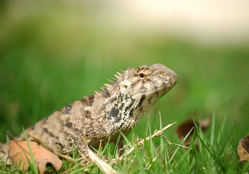 蜥蜴蜕皮蜕不下来怎么办,蜥蜴遇到危险回缩成一团