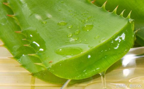 芦荟胶可以防晒吗,芦荟胶可防晒吗