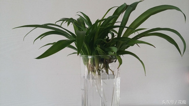 水培吊兰怎么才能长得更好,水培吊兰怎么长得茂盛