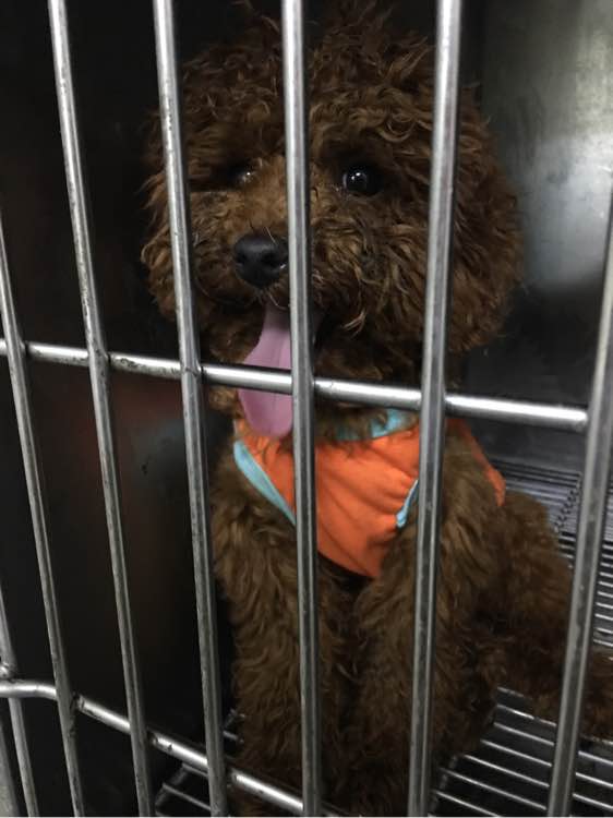 捡到了一个小狗狗宝宝,捡到一只泰迪去宠物医院怎么检查