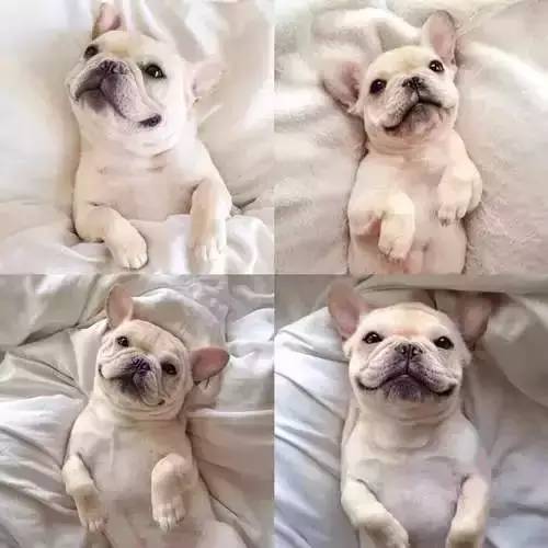 一梦谈狗：这些都不知道，别告诉我你喜欢英国斗牛犬……