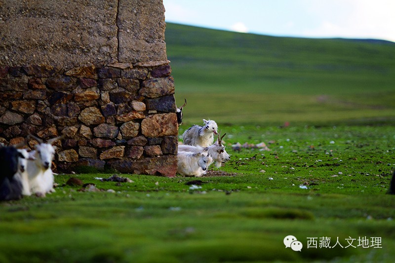 草原的风草原的雨草原的羊群歌谱,卓玛的羊群