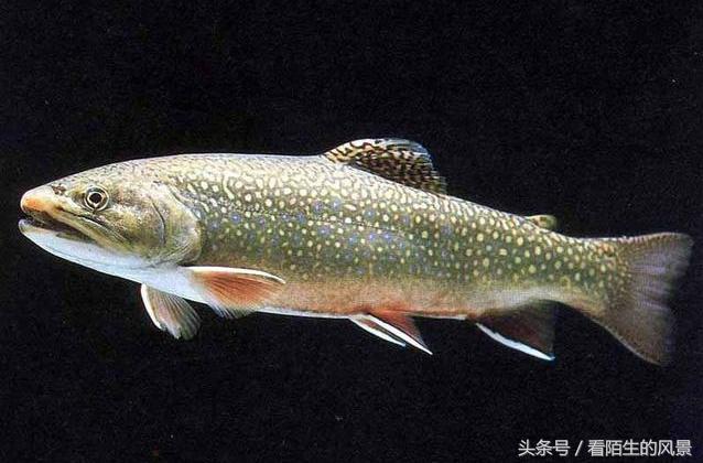 中国的代表鱼,各个国家的鱼是什么样子