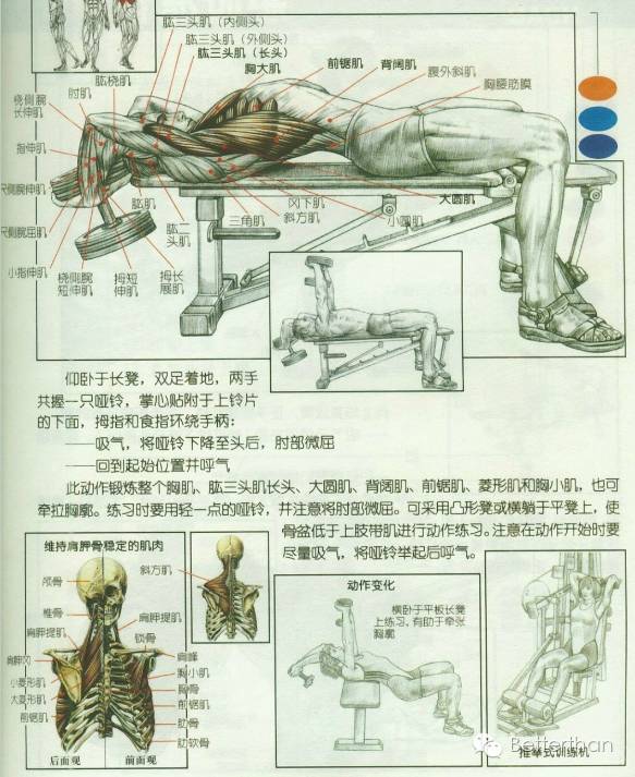 最全哑铃教学,手臂哑铃肌肉训练10个动作图解