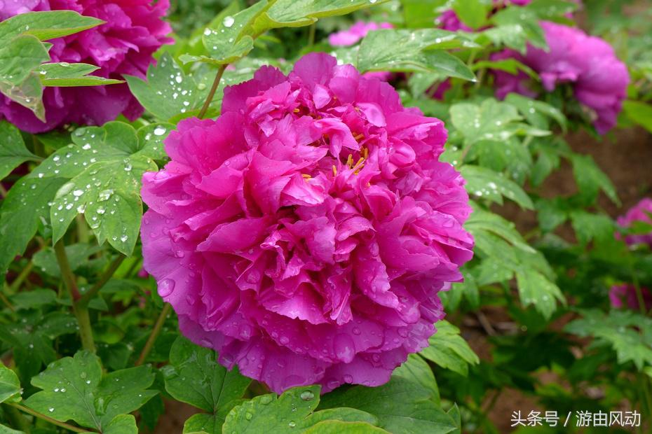 洛阳国际牡丹园门票,洛阳国际牡丹园图