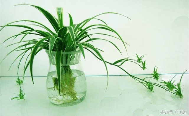 水培吊兰怎么才能长得茂盛,金鱼吊兰水培能茂盛吗