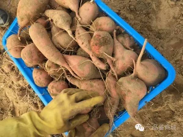 一点红最高档的红薯,正宗南沙一点红紫心红薯