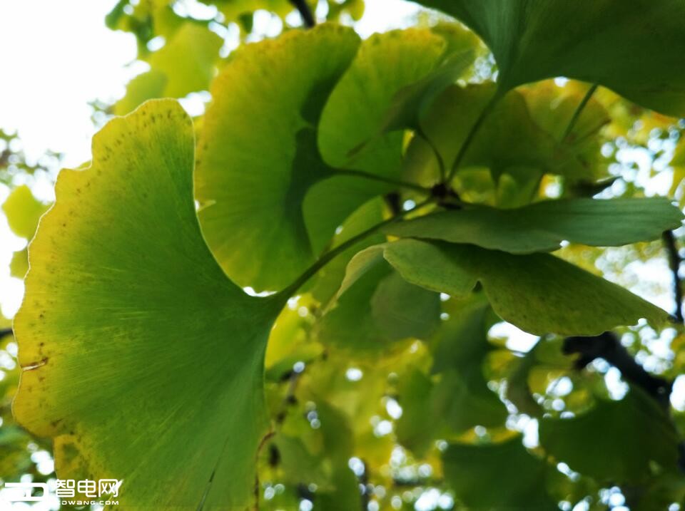 oppor9s柔光摄像头价格,oppor9s清新绿开箱视频