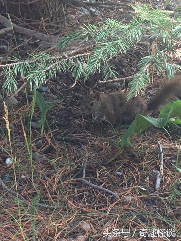 在美国旅游视频教学,美国自由行自驾游