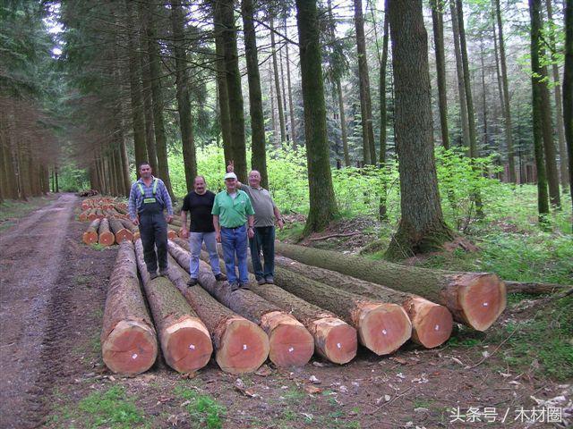 美加锯材纠纷，将会直接影响加拿大的出口价格