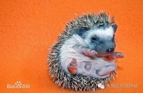 每天一种水果介绍山竹,每天一个水果是什么体验