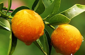 深圳旅游攻略深圳特产,深圳特产有哪些