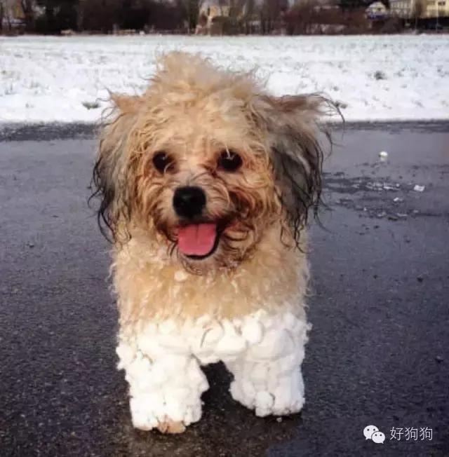 下雪天狗狗会怎么样,下雪天狗狗应该注意什么