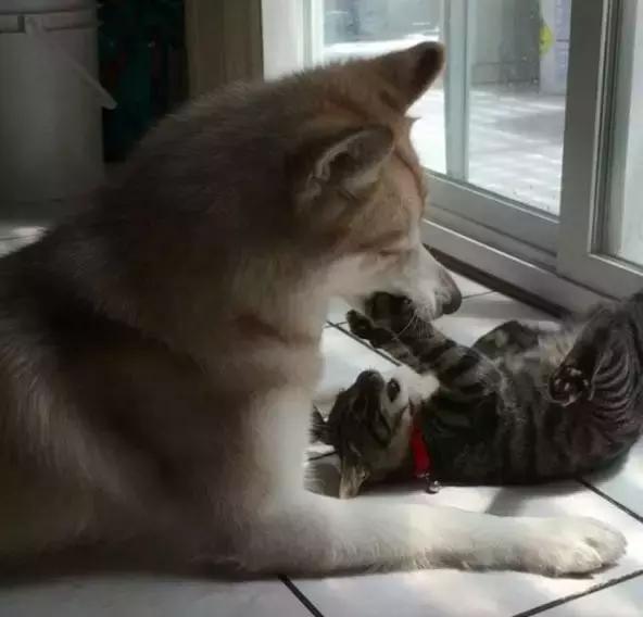 被三只狗养大的猫,被哈士奇养大的拉布拉多