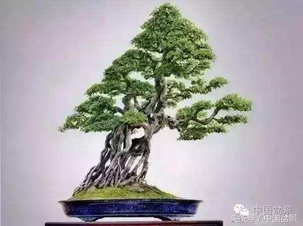 枸杞树桩盆景如何造型,紫薇盆景树桩造型图片