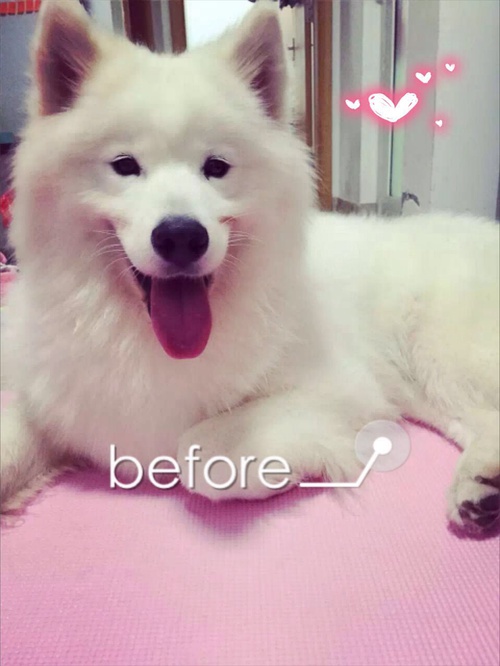 狗狗身上的毛剃光了是不是很难看,狗狗全部剃光毛的样子