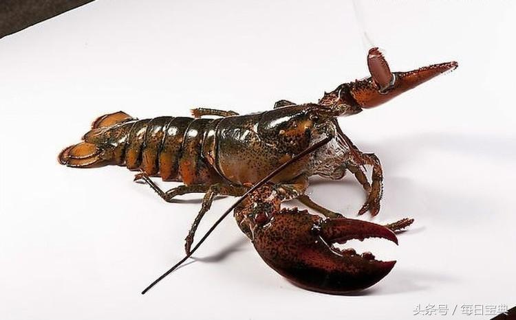 舌尖上的龙虾,品尝正宗龙虾美食的感受