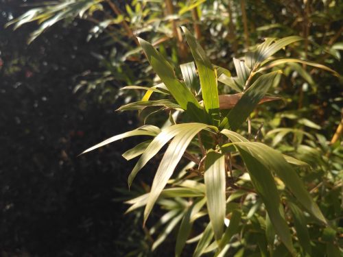 疑似小米官方定价失误红米手机3体验评测